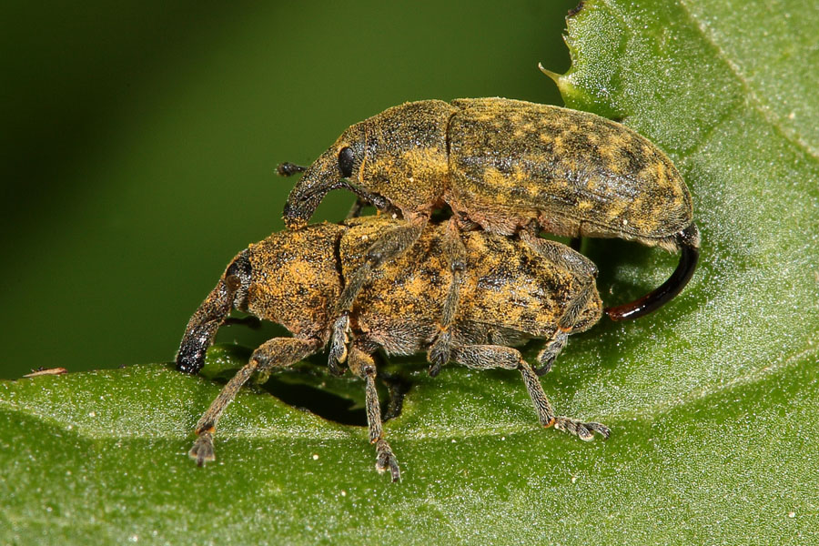 Larinus sturnus - Großer Distelrüssler, Käfer Paar