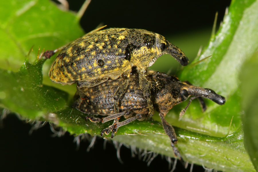 Larinus sturnus - Großer Distelrüssler, Käfer Paar