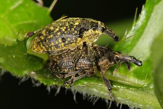 Larinus sturnus - Großer Distelrüssler, Käfer Paar (2)