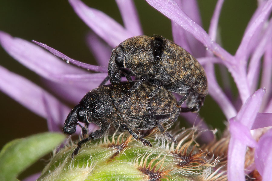 Larinus sturnus - Großer Distelrüssler, Käfer Paar