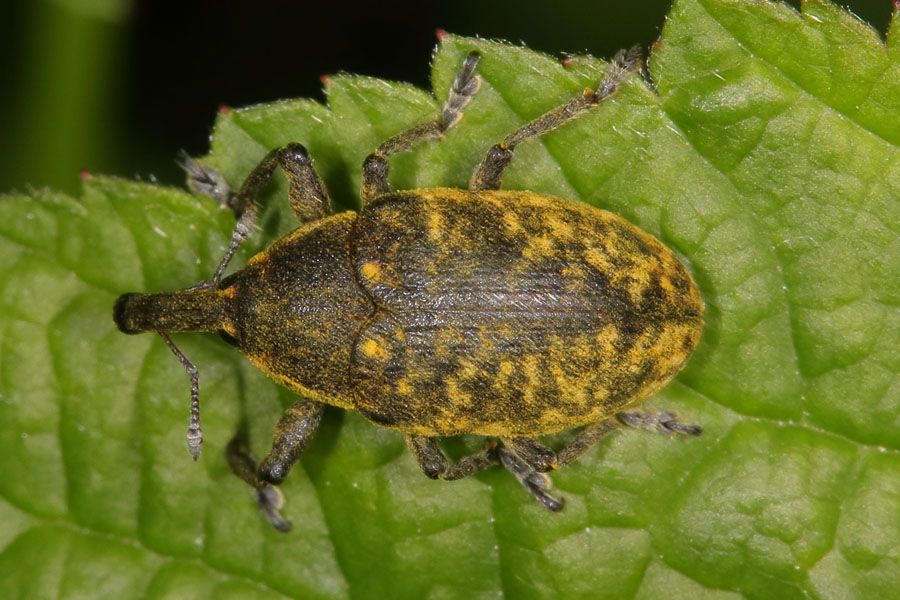 Larinus sturnus - Großer Distelrüssler, Käfer auf Blatt