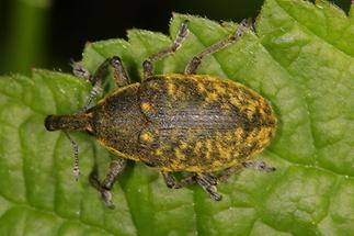 Larinus sturnus - Großer Distelrüssler, Käfer auf Blatt