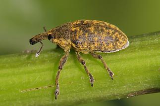 Larinus sturnus - Großer Distelrüssler, Käfer auf Halm