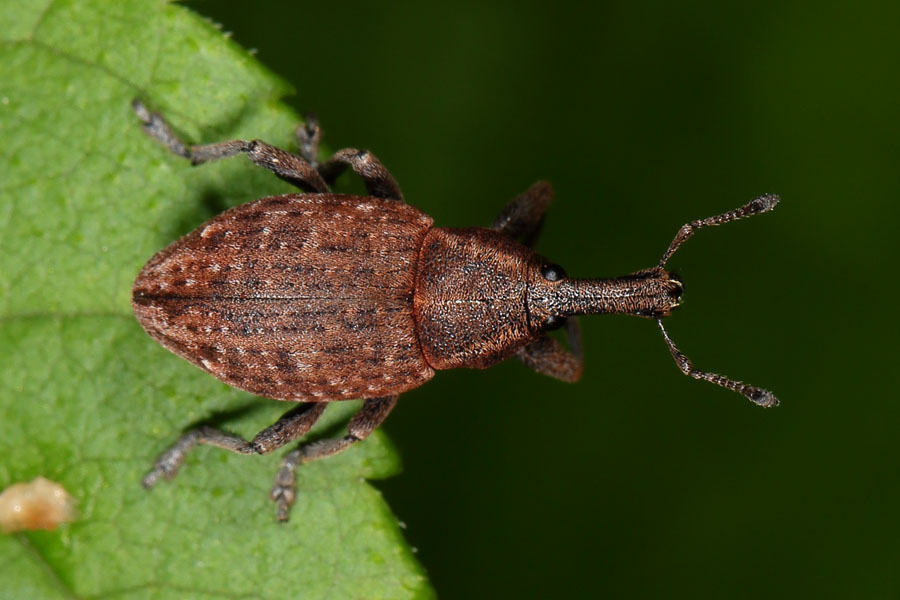 Lepyrus armatus - Wehrhafter Wurzelrüssler, Käfer auf Blatt