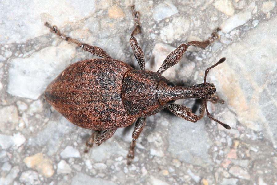 Lepyrus armatus - Wehrhafter Wurzelrüssler, Käfer auf Weg