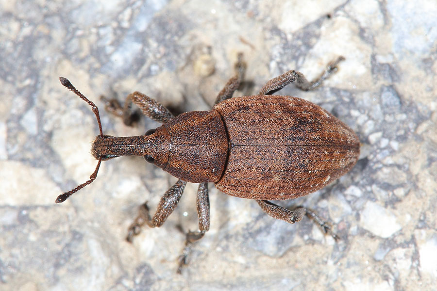 Lepyrus armatus - Wehrhafter Wurzelrüssler, Käfer auf Weg