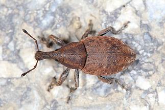 Lepyrus armatus - Wehrhafter Wurzelrüssler, Käfer auf Weg (2)