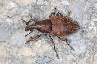 Lepyrus armatus - Wehrhafter Wurzelrüssler, Käfer auf Weg (3)