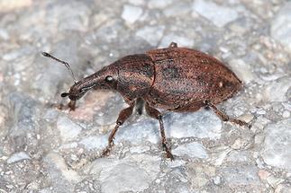 Lepyrus armatus - Wehrhafter Wurzelrüssler, Käfer auf Weg (4)