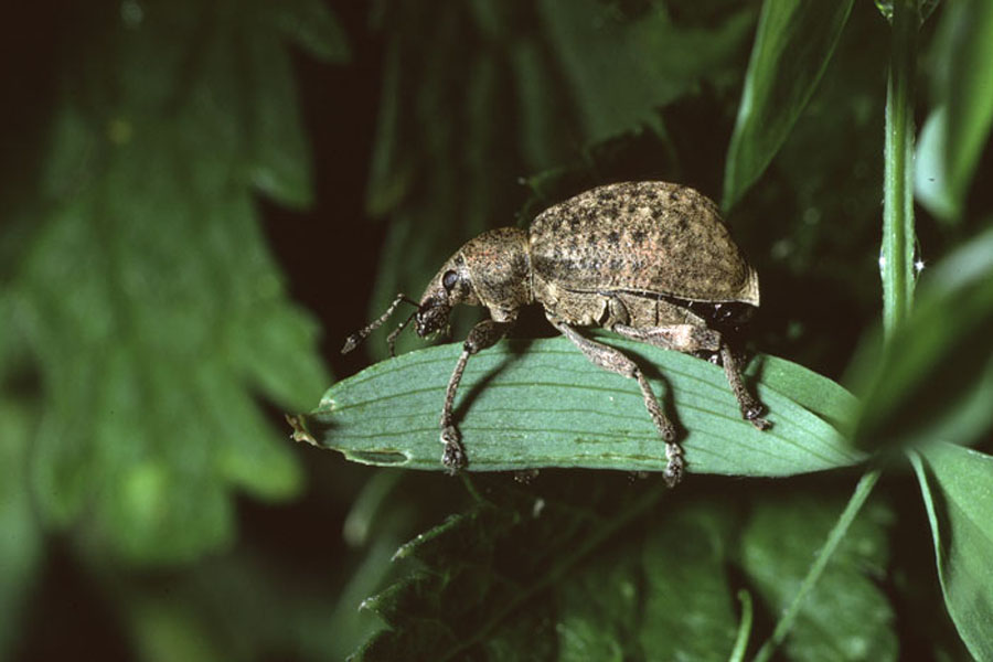 Liophloeus tessulatus - Würfelfleckiger Staubrüssler, Käfer auf Blatt