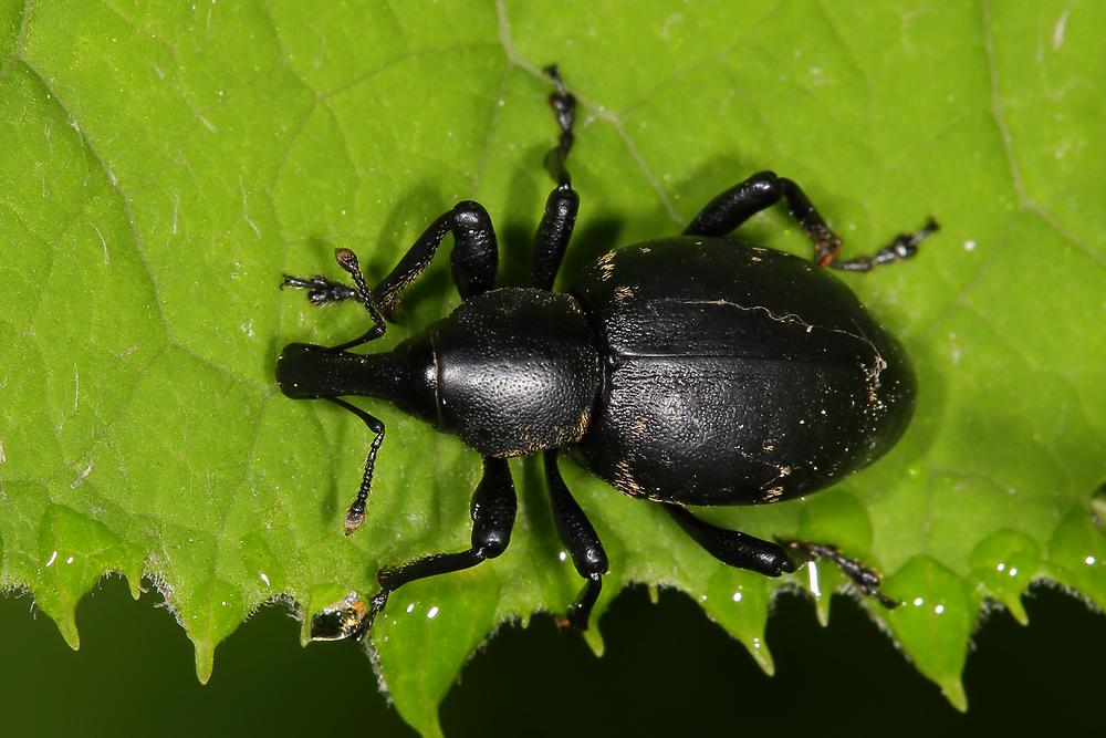 Liparus cf. germanus - Deutscher Trägrüssler