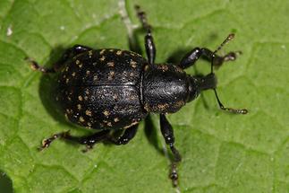 Liparus germanus - Deutscher Trägrüssler, Käfer auf Blatt (1)