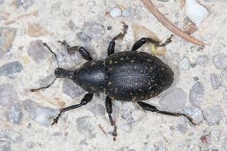 Liparus cf. glabrirostris - Großer Trägrüssler