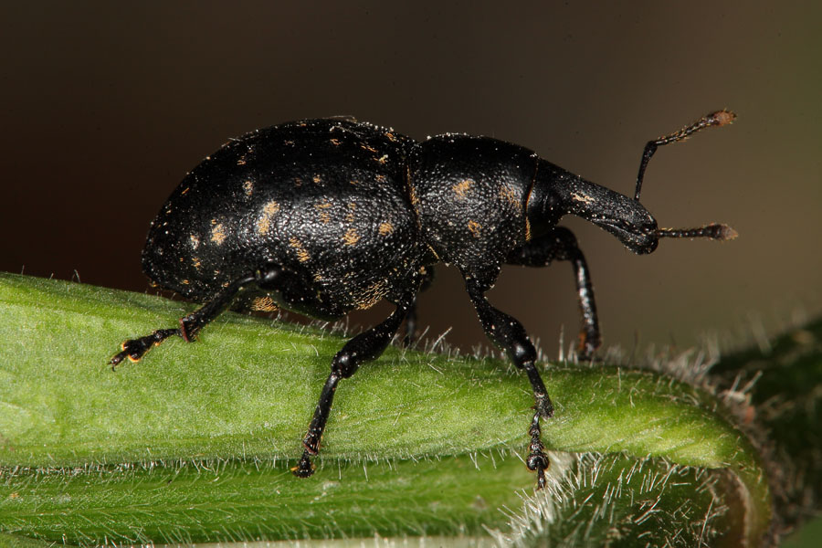 Liparus glabrirostris - Pestwurzrüssler, Käfer auf Blatt