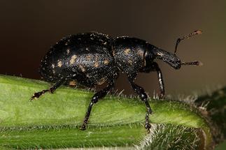 Liparus glabrirostris - Pestwurzrüssler, Käfer auf Blatt (1)