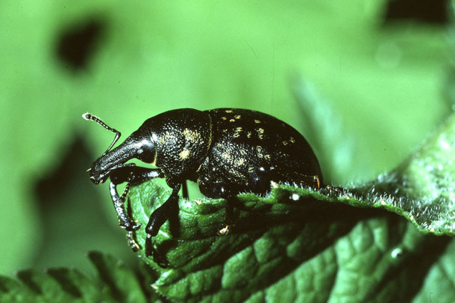 Liparus glabrirostris - Pestwurzrüssler, Käfer auf Blatt