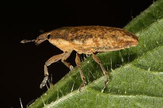 Lixus cf. myagri - kein dt. Name bekannt, Käfer auf Blatt