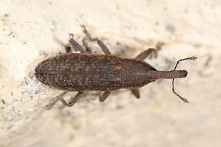 Lixus cf. punctiventris - Pippau-Stängelrüssler, Käfer an Mauer (1)