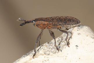 Lixus cf. punctiventris - Pippau-Stängelrüssler, Käfer an Mauer (2)