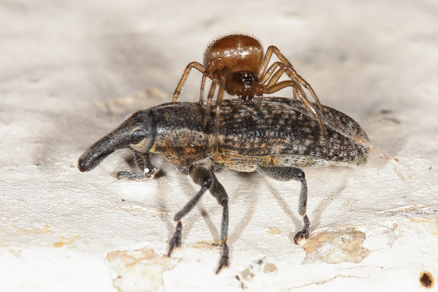 Lixus cf. vilis - kein dt. Name bekannt, Käfer mit Spinne