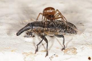 Lixus cf. vilis - kein dt. Name bekannt, Käfer mit Spinne