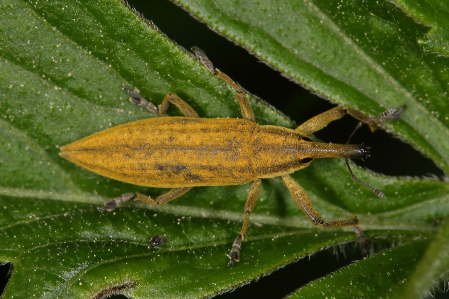 Lixus iridis - Schierlingsrüssler, Käfer auf Blatt