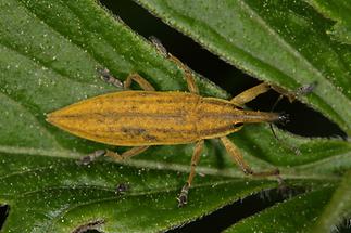 Lixus iridis - Schierlingsrüssler, Käfer auf Blatt (1)