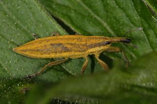 Lixus iridis - Schierlingsrüssler, Käfer auf Blatt (2)