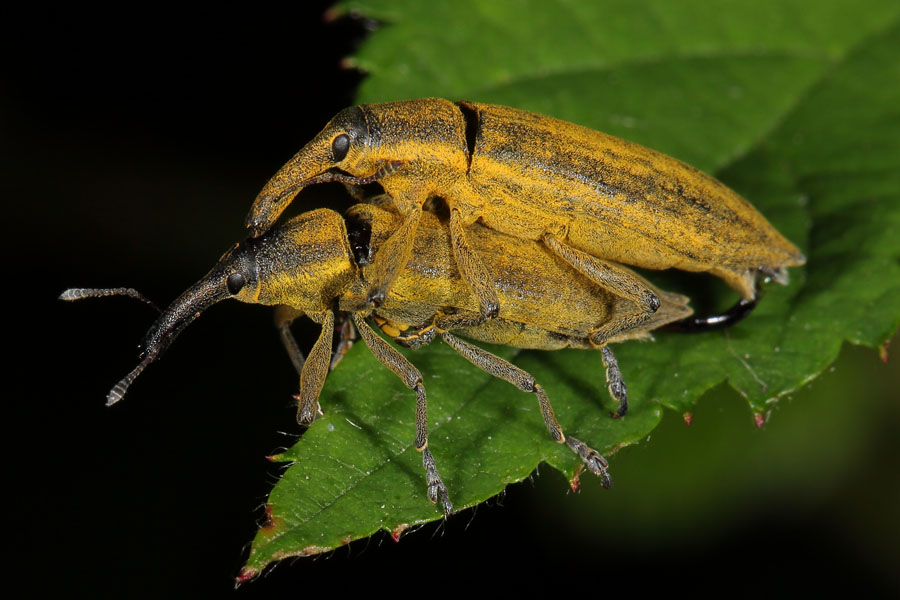 Lixus iridis - Schierlingsrüssler, Paar