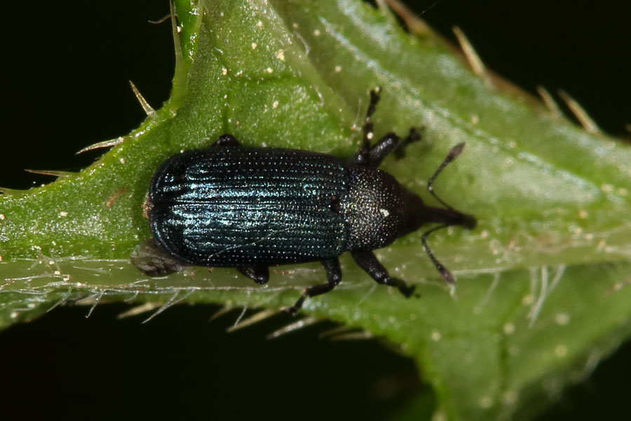 Magdalis cf. frontalis - Blauer Markröhrenrüssler, Käfer auf Blatt