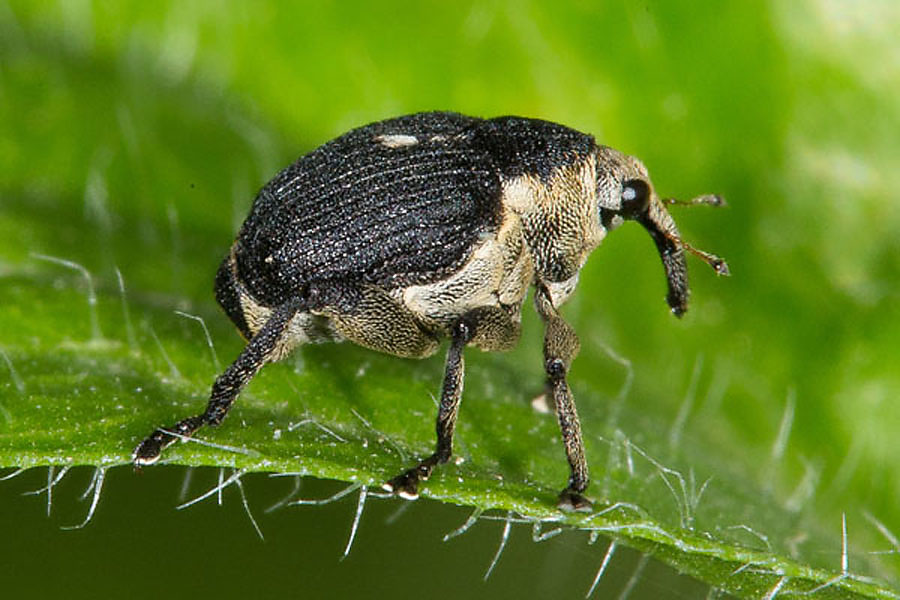 Mononychus punctumalbum - Weißpunktiger Schwertlinienrüssler, Käfer auf Blatt