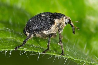 Mononychus punctumalbum - Weißpunktiger Schwertlinienrüssler, Käfer auf Blatt (1)