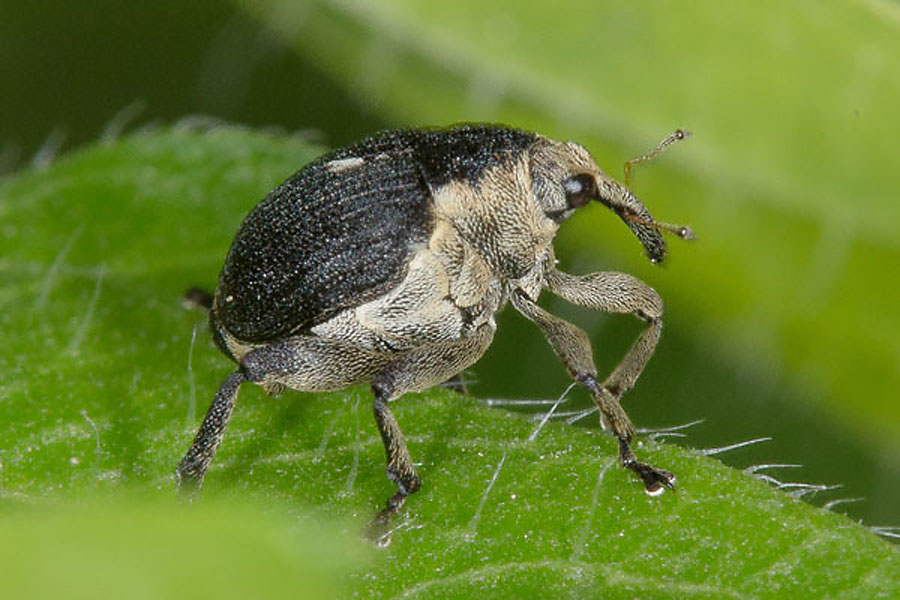 Mononychus punctumalbum - Weißpunktiger Schwertlinienrüssler, Käfer auf Blatt