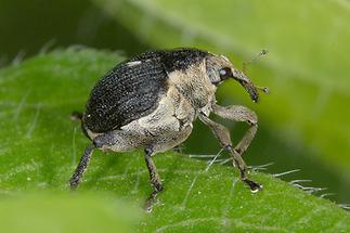 Mononychus punctumalbum - Weißpunktiger Schwertlinienrüssler, Käfer auf Blatt (2)