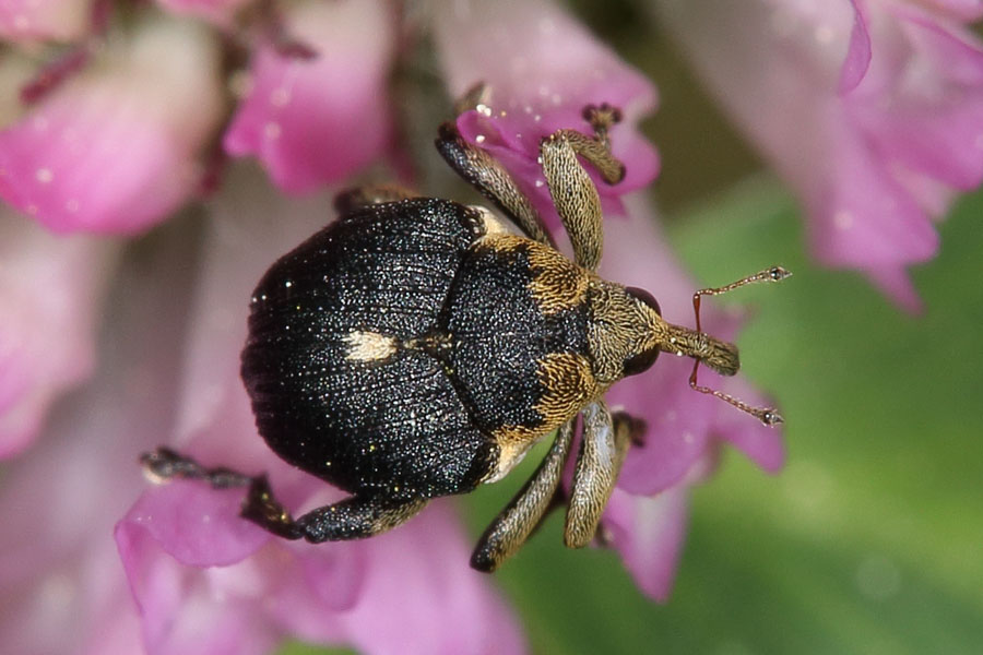 Mononychus punctumalbum - Weißpunktiger Schwertlilienrüßler, Käfer auf Blüte