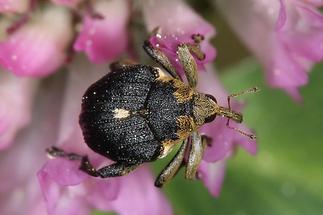 Mononychus punctumalbum - Weißpunktiger Schwertlilienrüßler, Käfer auf Blüte