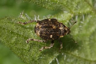 Nedyus quadrimaculatus - Brennnessel-Rüssler, Käfer auf Blatt