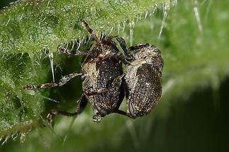 Nedyus quadrimaculatus - Brennnessel-Rüssler, Paar (1)