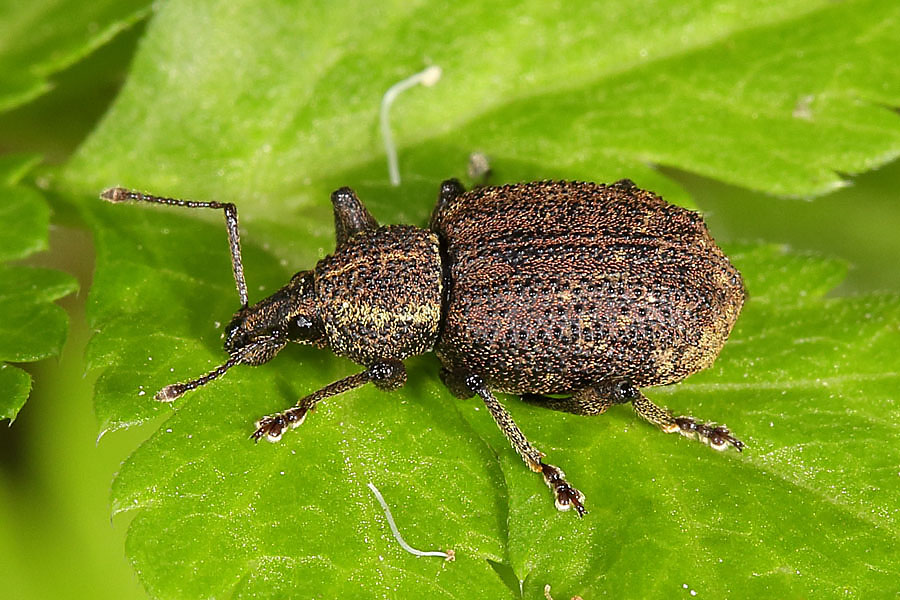 Otiorhynchus cf. austriacus - Österreichischer Dickmaulrüssler, Käfer auf Blatt