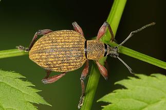 Otiorhynchus cf. armadillo - kein dt. Name bekannt, Käfer auf Blatt