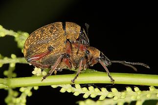 Otiorhynchus cf. armadillo - Gürteltier-Dickmaulrüssler, Paar