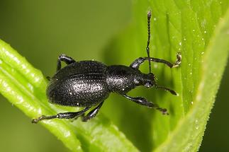 Otiorhynchus fuscipes - Rotfüßiger Lappenrüssler, Käfer auf Blatt