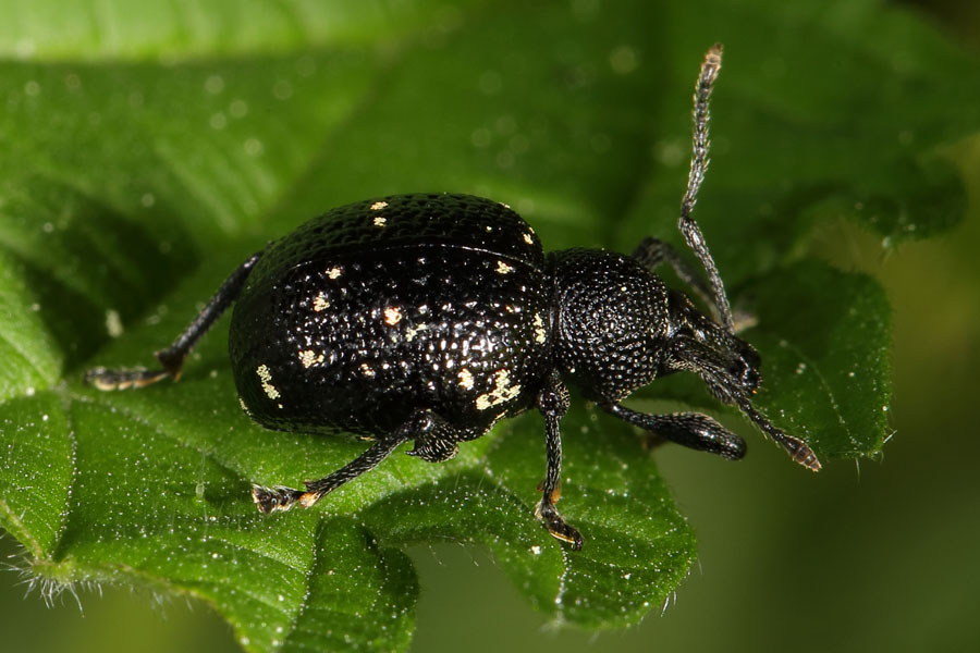 Otiorhynchus gemmatus - Hellgefleckter Dickmaulrüssler, Käfer auf Blatt