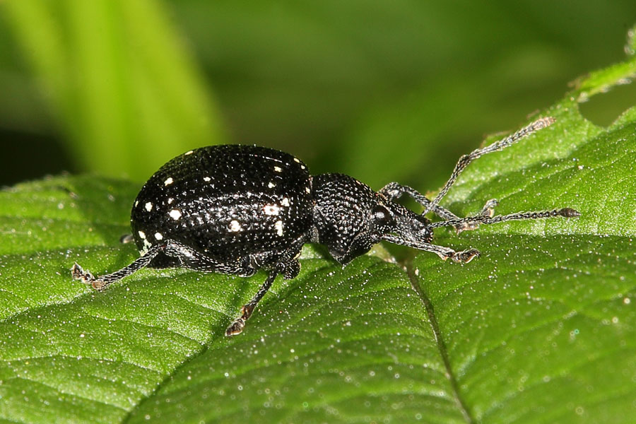 Otiorhynchus gemmatus - Hellgefleckter Dickmaulrüssler, Käfer auf Blatt