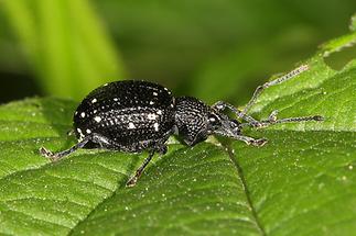 Otiorhynchus gemmatus - Hellgefleckter Dickmaulrüssler, Käfer auf Blatt (2)
