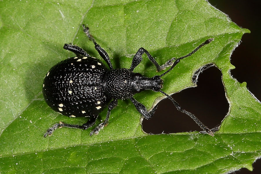 Otiorhynchus gemmatus - Hellfleckiger Dickmaulrüssler, Käfer auf Blatt