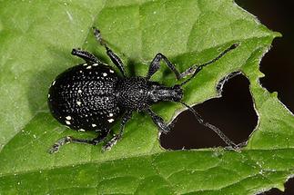 Otiorhynchus gemmatus - Hellfleckiger Dickmaulrüssler, Käfer auf Blatt (3)