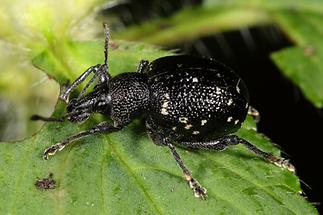 Otiorhynchus gemmatus - Hellgefleckter Dickmaulrüssler, Käfer auf Blatt (5)