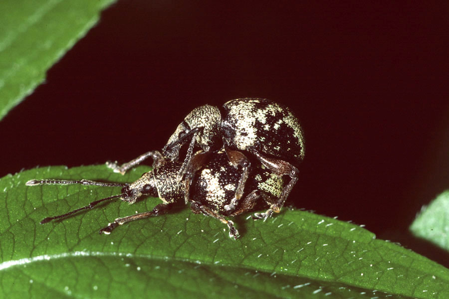 Otiorhynchus lepidopterus - Gelbglänzender Dickmaulrüssler, Paar