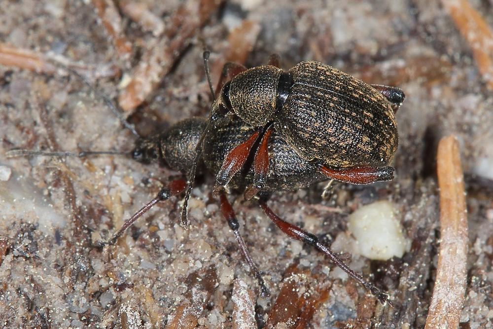 Otiorhynchus geniculatus - kein dt. Name bekannt, Paar